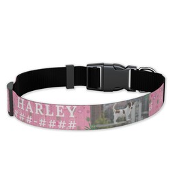 Pet Collar, Large with Flamingo Party design